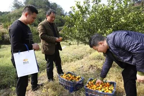 1489028171216054332.jpg 02-业务员许鸿和来到橘园和橘农交谈。.jpg