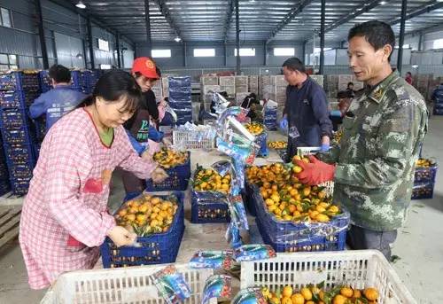 1489028181842080325.jpg 03-橘农在仓库分拣橘子装车。.jpg